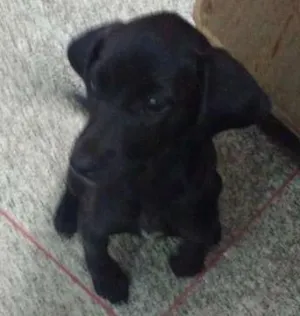 Cachorro raça INDEFINIDA idade 2 a 6 meses nome PETA