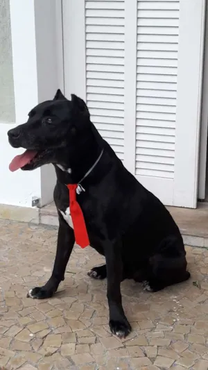Cachorro raça Pit-Bull idade 6 ou mais anos nome nao sei
