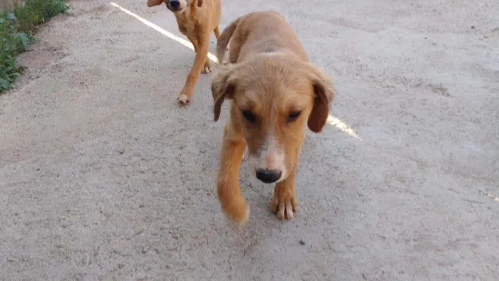 Cachorro raça Vira Lata idade 2 a 6 meses nome Canjica