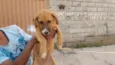 PIPOCA