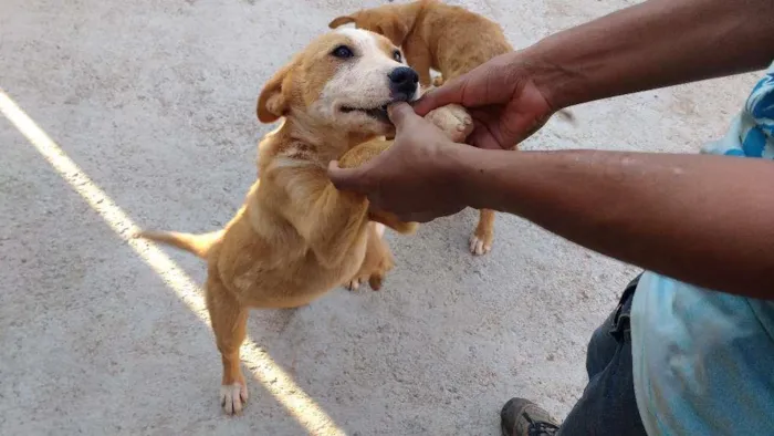 Cachorro raça VIRA LATA idade 2 a 6 meses nome Leão