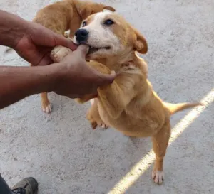 Cachorro raça VIRA LATA idade 2 a 6 meses nome Leão