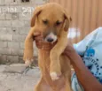 PIPOCA