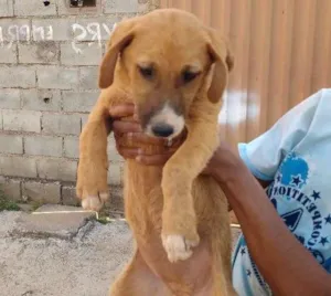 Cachorro raça VIRA LATA idade 2 a 6 meses nome PIPOCA