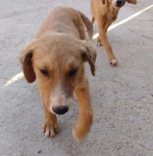 Cachorro raça Vira Lata idade 2 a 6 meses nome Canjica