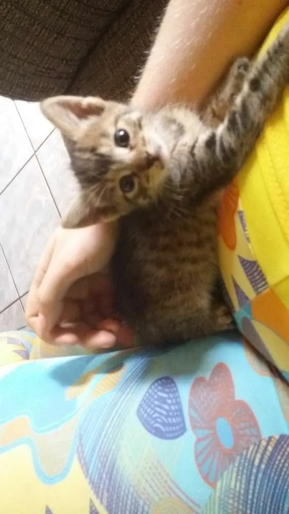 Gato ra a  idade Abaixo de 2 meses nome Sem nome