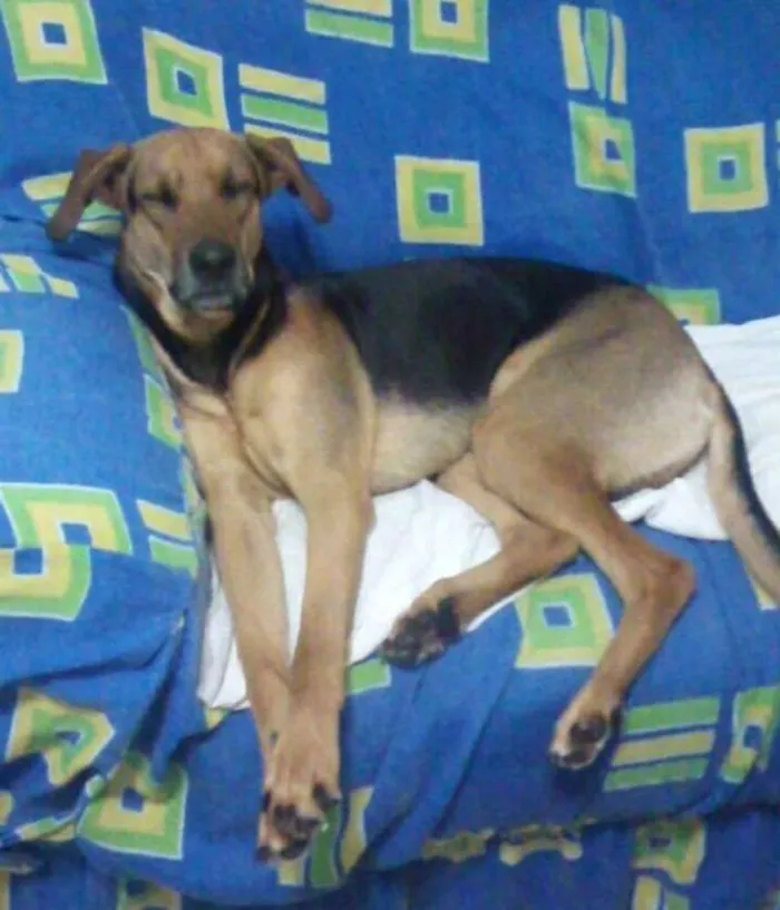 Cachorro ra a Pastor Alemão com Labrador idade 1 ano nome Timão,