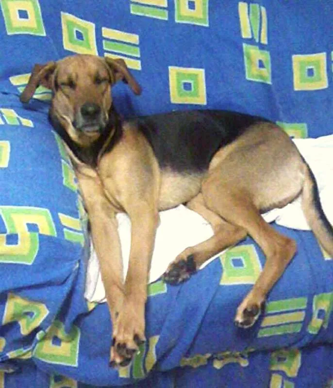 Cachorro ra a Pastor Alemão com Labrador idade 1 ano nome Timão,