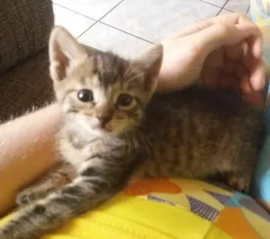 Gato raça  idade Abaixo de 2 meses nome Sem nome