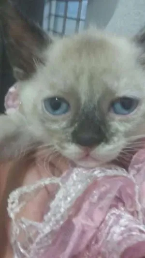 Gato raça  idade Abaixo de 2 meses nome Safira