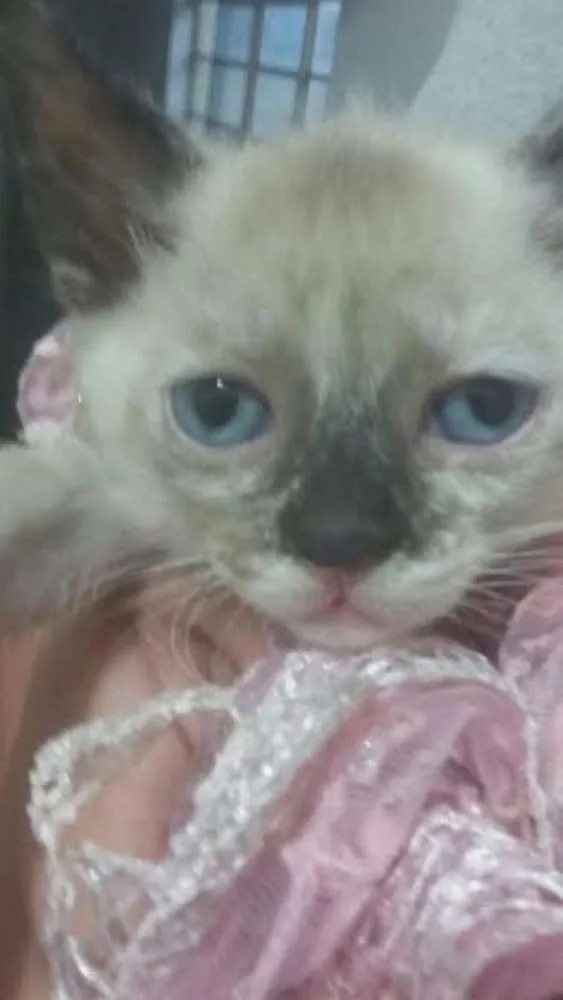Gato ra a idade Abaixo de 2 meses nome Safira