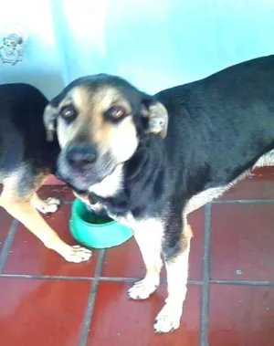 Cachorro raça Pastor Alemão com Labrador  idade 1 ano nome Principe 