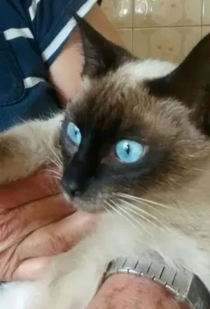 Gato raça  idade 1 ano nome Nita