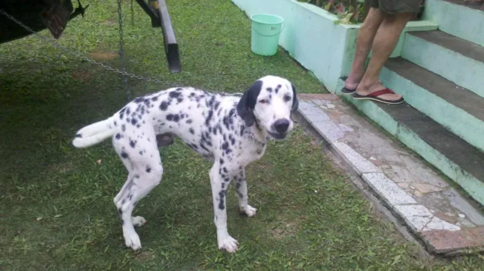 Cachorro raça Dálmata idade 4 anos nome Max