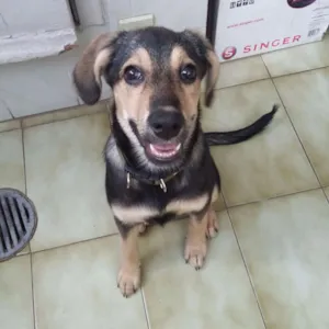 Cachorro raça SRD idade 7 a 11 meses nome Nutela
