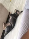 Nutela
