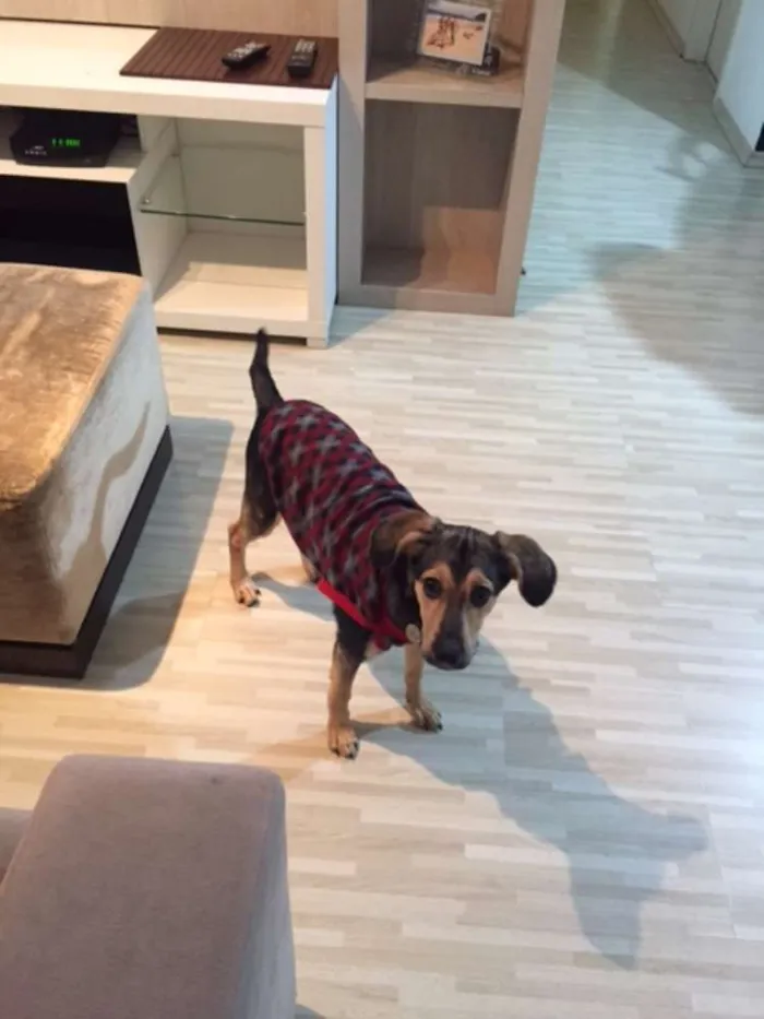 Cachorro ra a SRD idade 7 a 11 meses nome Nutela