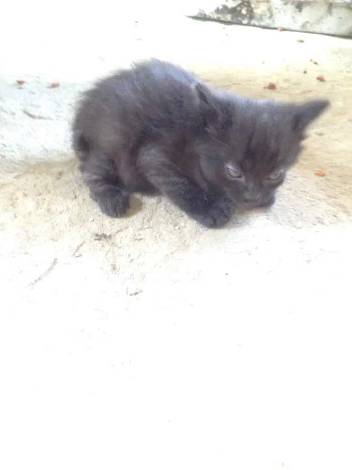 Gato ra a Misturas idade Abaixo de 2 meses nome A definir