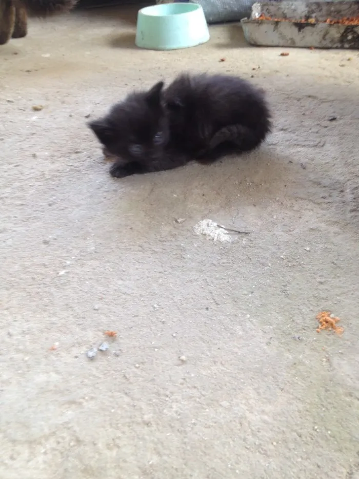 Gato ra a Misturas idade Abaixo de 2 meses nome A definir