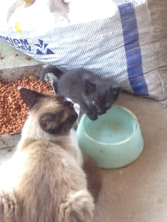 Gato ra a Misturas idade Abaixo de 2 meses nome A definir