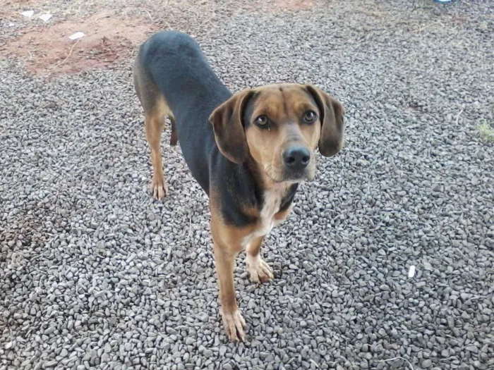 Cachorro ra a Americana idade 1 ano nome Angelina