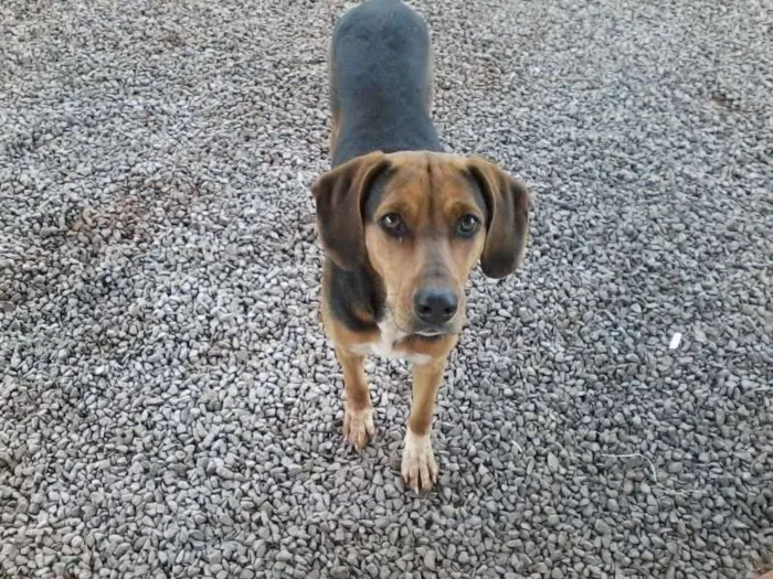 Cachorro ra a Americana idade 1 ano nome Angelina