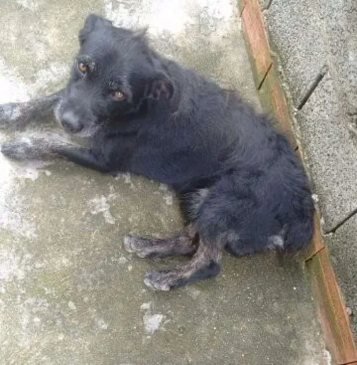 Cachorro ra a Vira lata idade 3 anos nome BIDU