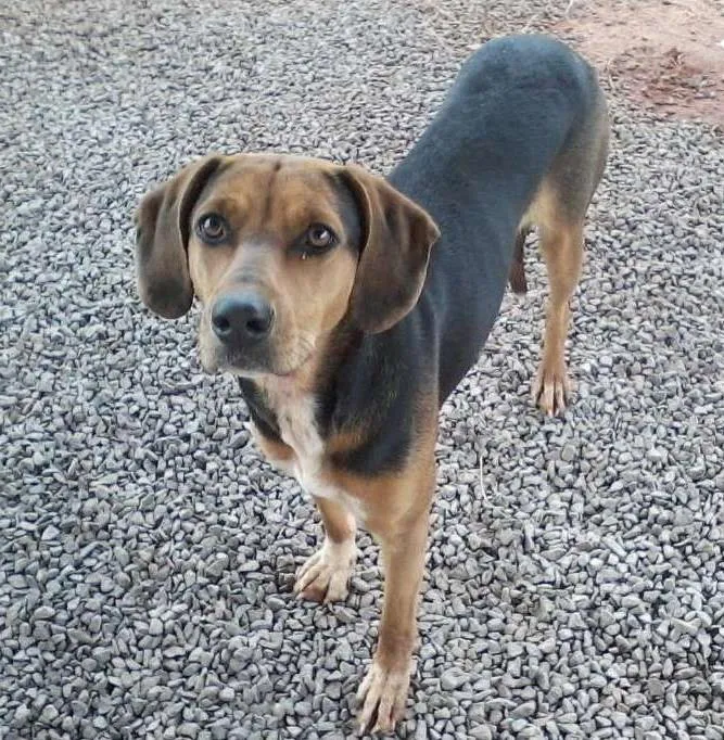 Cachorro ra a Americana idade 1 ano nome Angelina