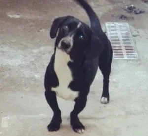 Cachorro raça Vira-lata / Cofap  idade  nome Rock