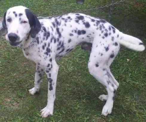 Cachorro raça Dálmata idade 4 anos nome Max