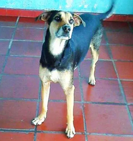 Cachorro ra a Pastor Alemã com Labrador idade 1 ano nome Cristal