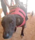 Princesa