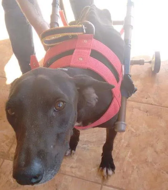 Cachorro ra a Srd idade  nome Princesa
