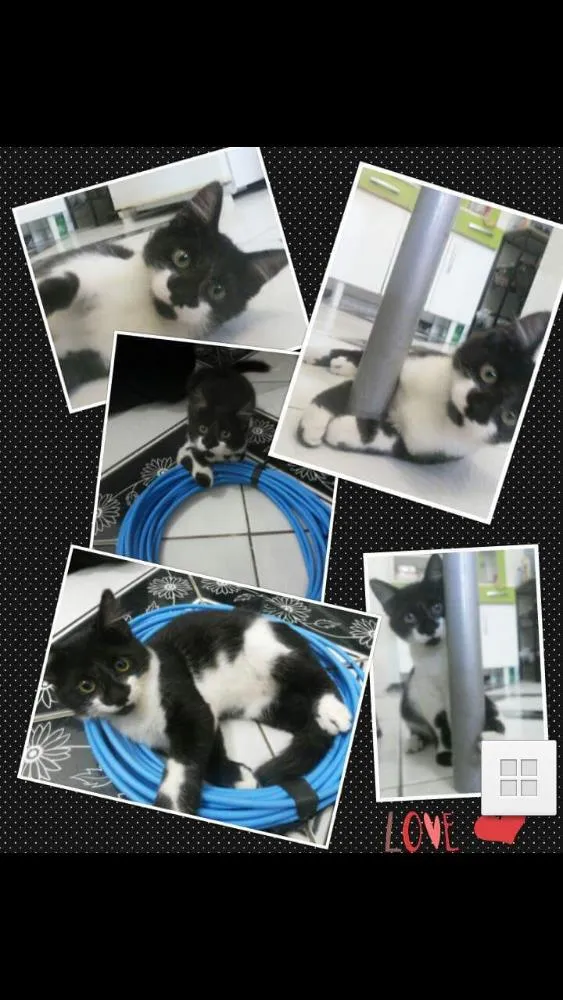 Gato raça  idade 7 a 11 meses nome Kiko