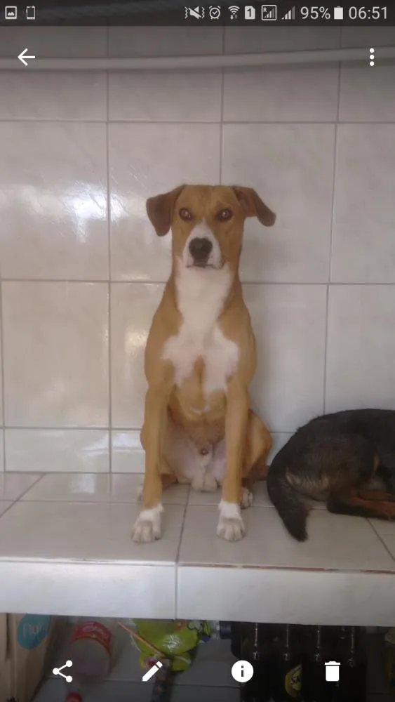 Cachorro ra a Vira lata idade 1 ano nome Thor