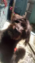 Juju
