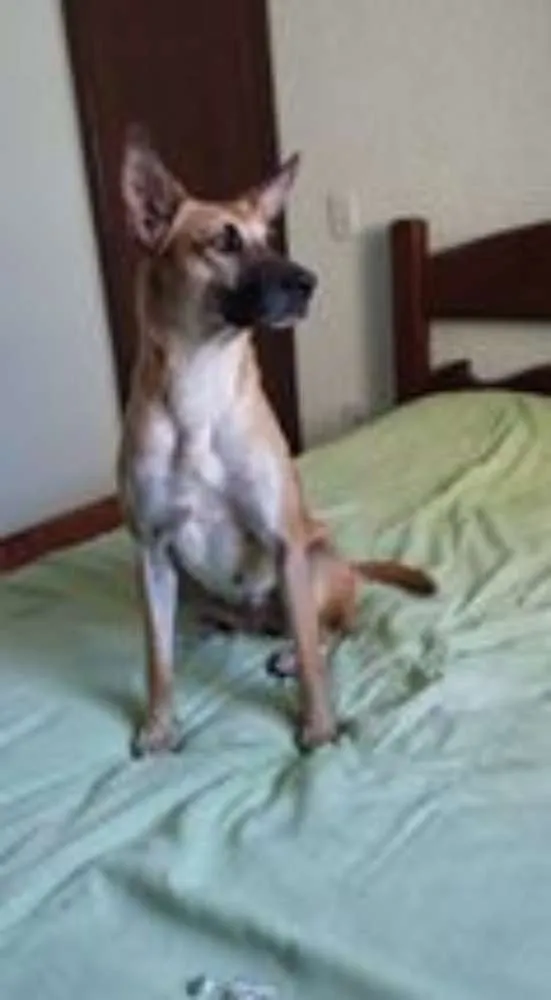 Cachorro raça Mestiça de PASTOR ALEMÃO idade 4 anos nome Dara