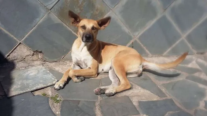 Cachorro raça Mestiça de PASTOR ALEMÃO idade 4 anos nome Dara