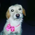 Brisa