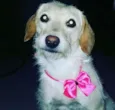 Brisa