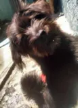 Juju