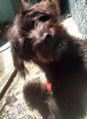 Cachorro raça Poodle com Chow Chow idade 7 a 11 meses nome Juju