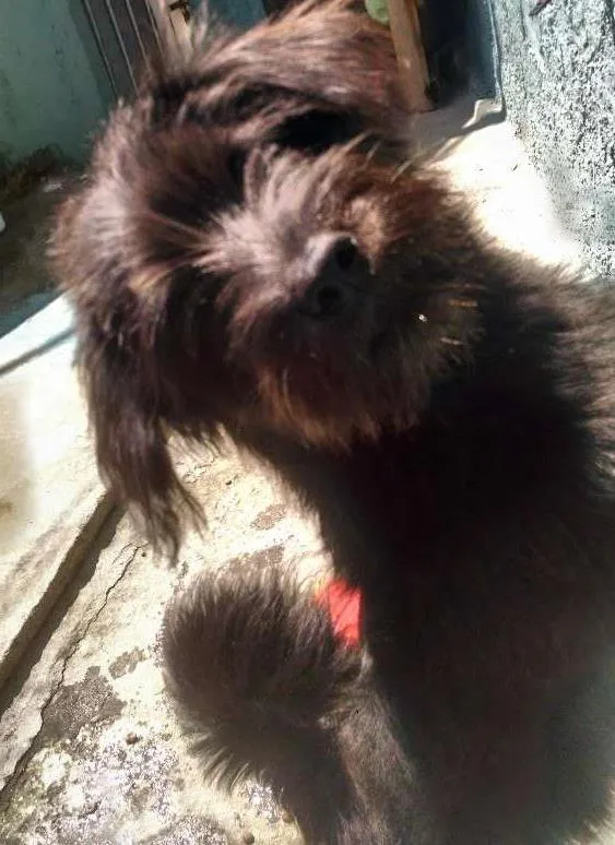 Cachorro ra a Poodle com Chow Chow idade 7 a 11 meses nome Juju