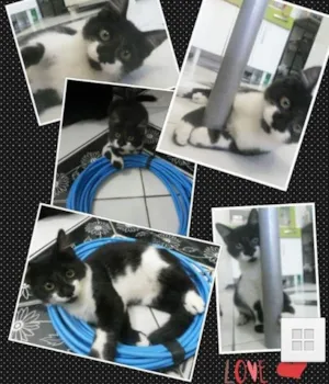 Gato raça  idade 7 a 11 meses nome Kiko