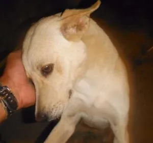 Cachorro raça vira latas idade 1 ano nome magrelo