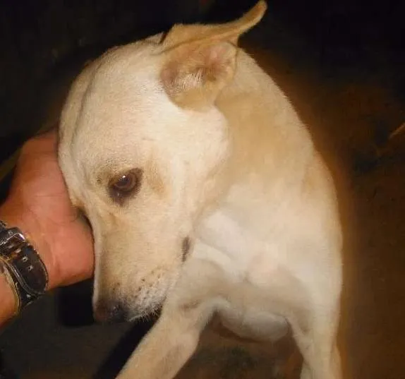 Cachorro ra a vira latas idade 1 ano nome magrelo