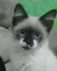 Bigode
