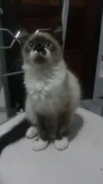 Bigode