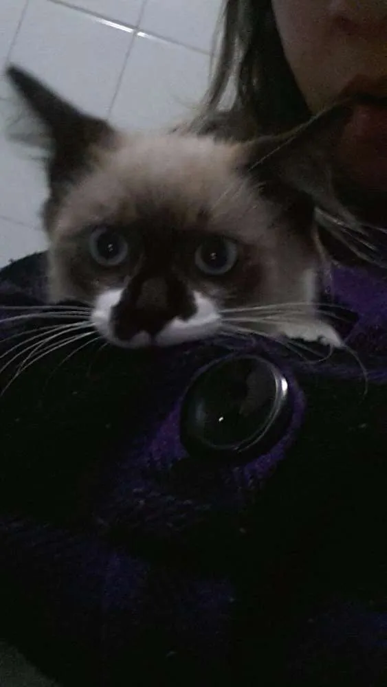 Gato ra a Siamês idade 2 a 6 meses nome Bigode