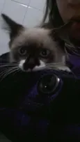 Bigode